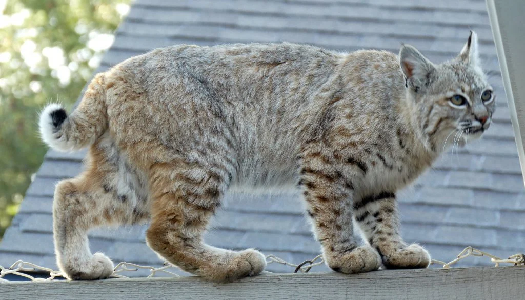 bobcat