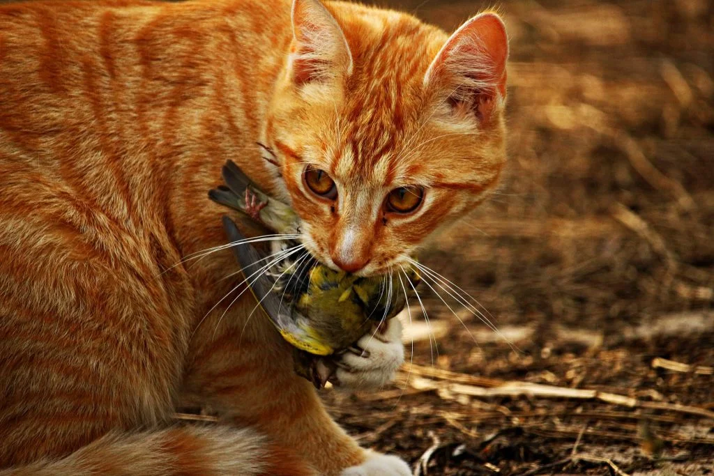 cat eating bird