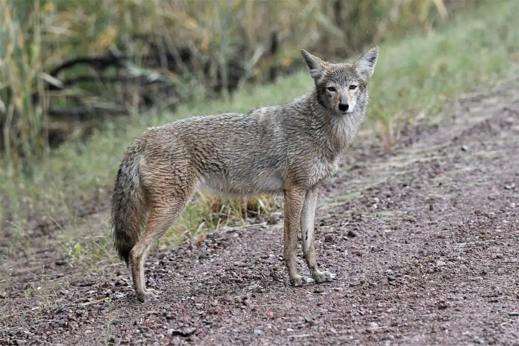coyotes are duck predators