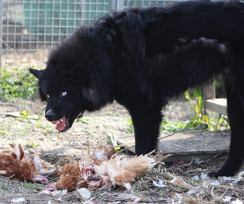 aggressive dog as duck predator