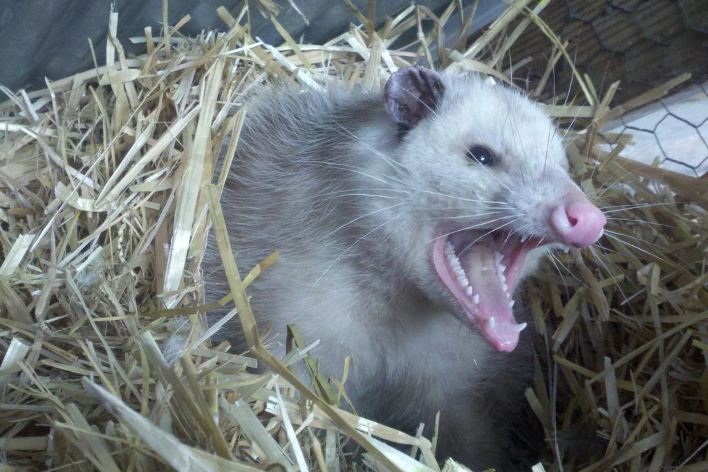 opossum in coop