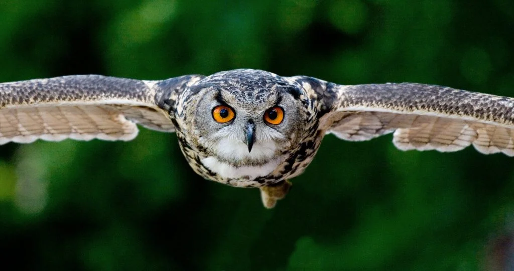 owl flying