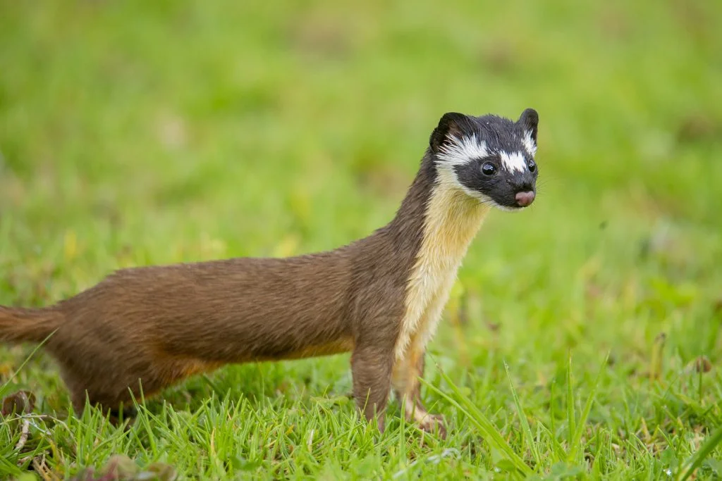 weasel