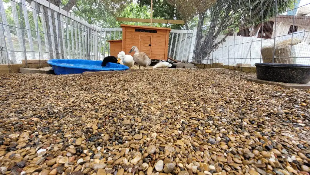 how to keep a duck run clean - with pea pebbles