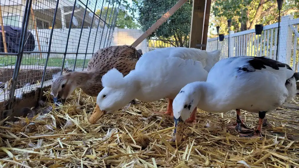 duck in run with straw