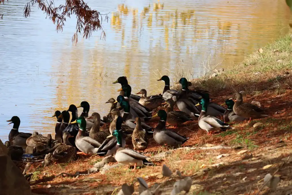 how long do ducks live?