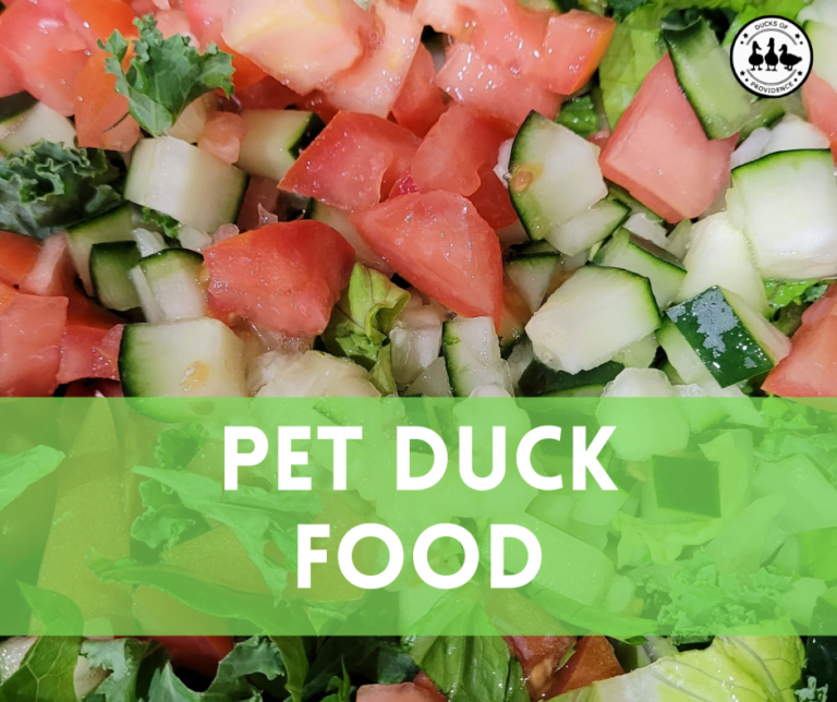 What do Pet Ducks Eat? A Guide to a Healthy and Nutritious Pet Duck Diet