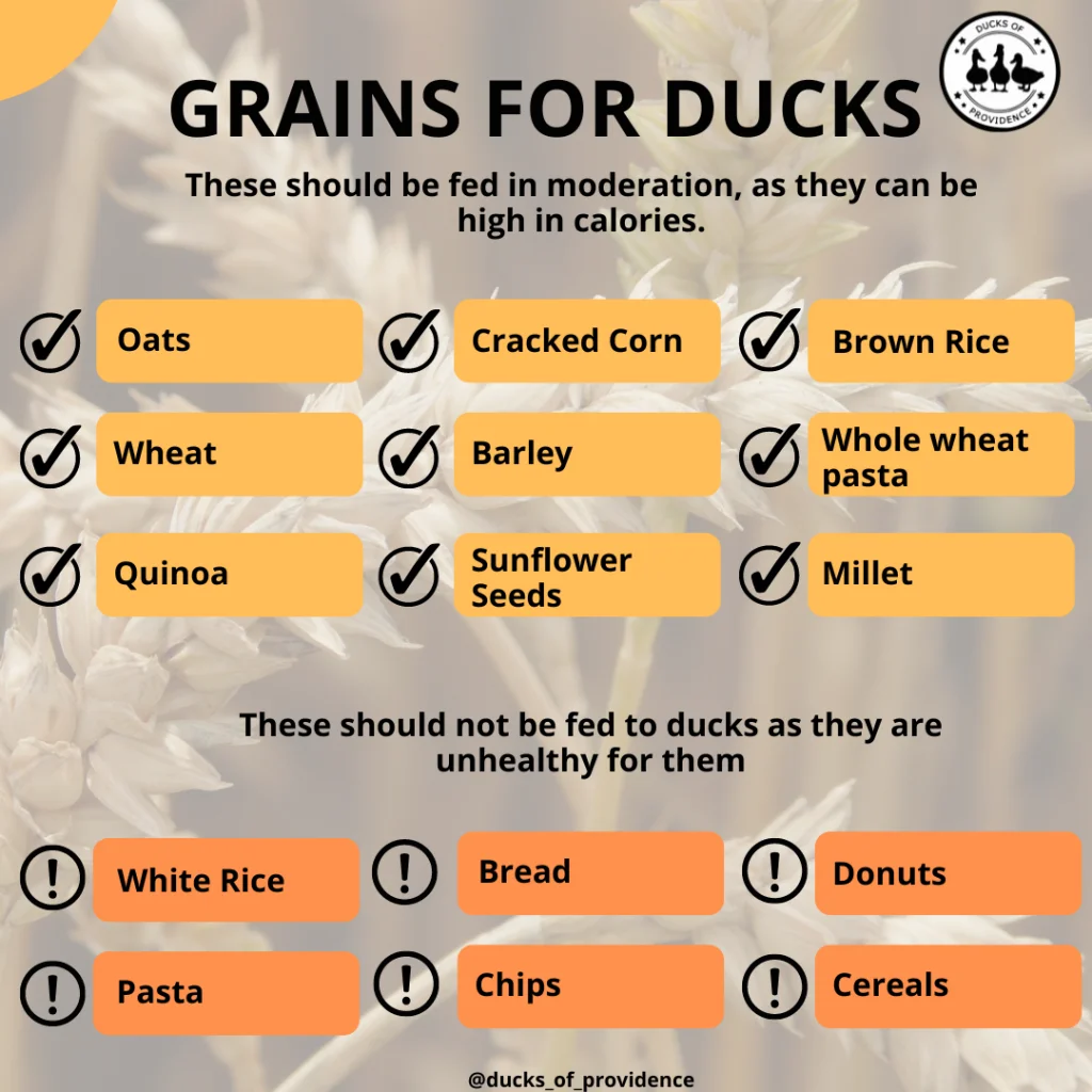 Infographic - Safe grains for ducks
