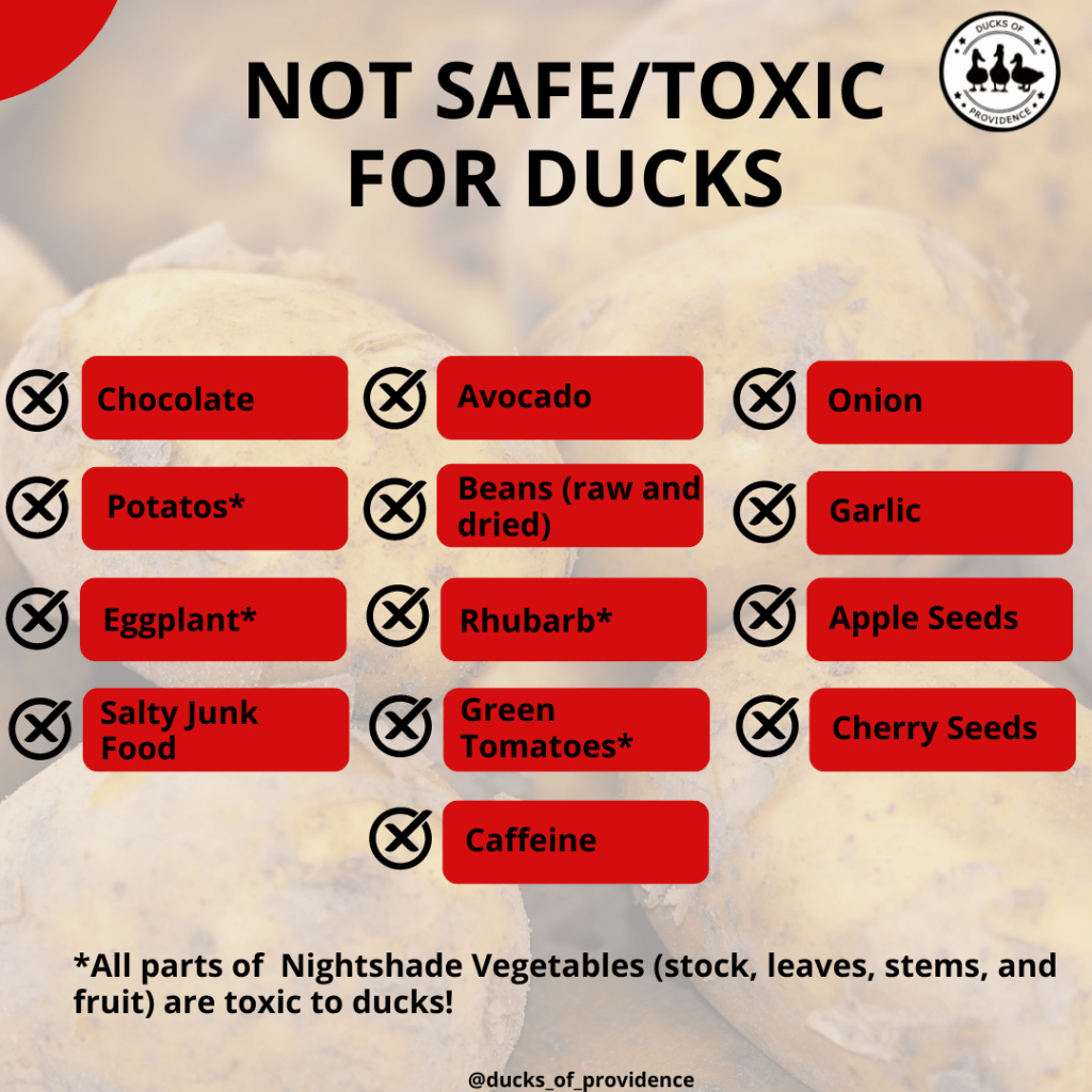 Infographic - Not safe for ducks to eat