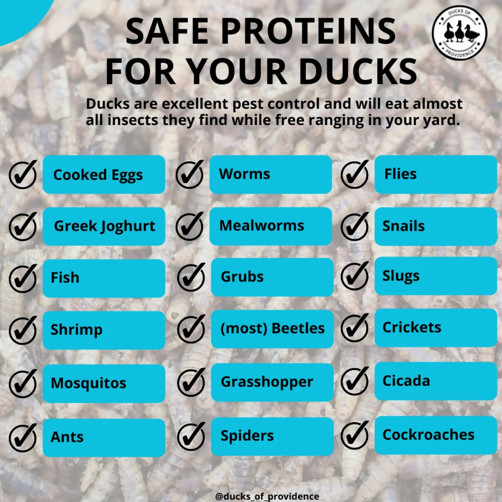 Infographic - Safe proteins for ducks