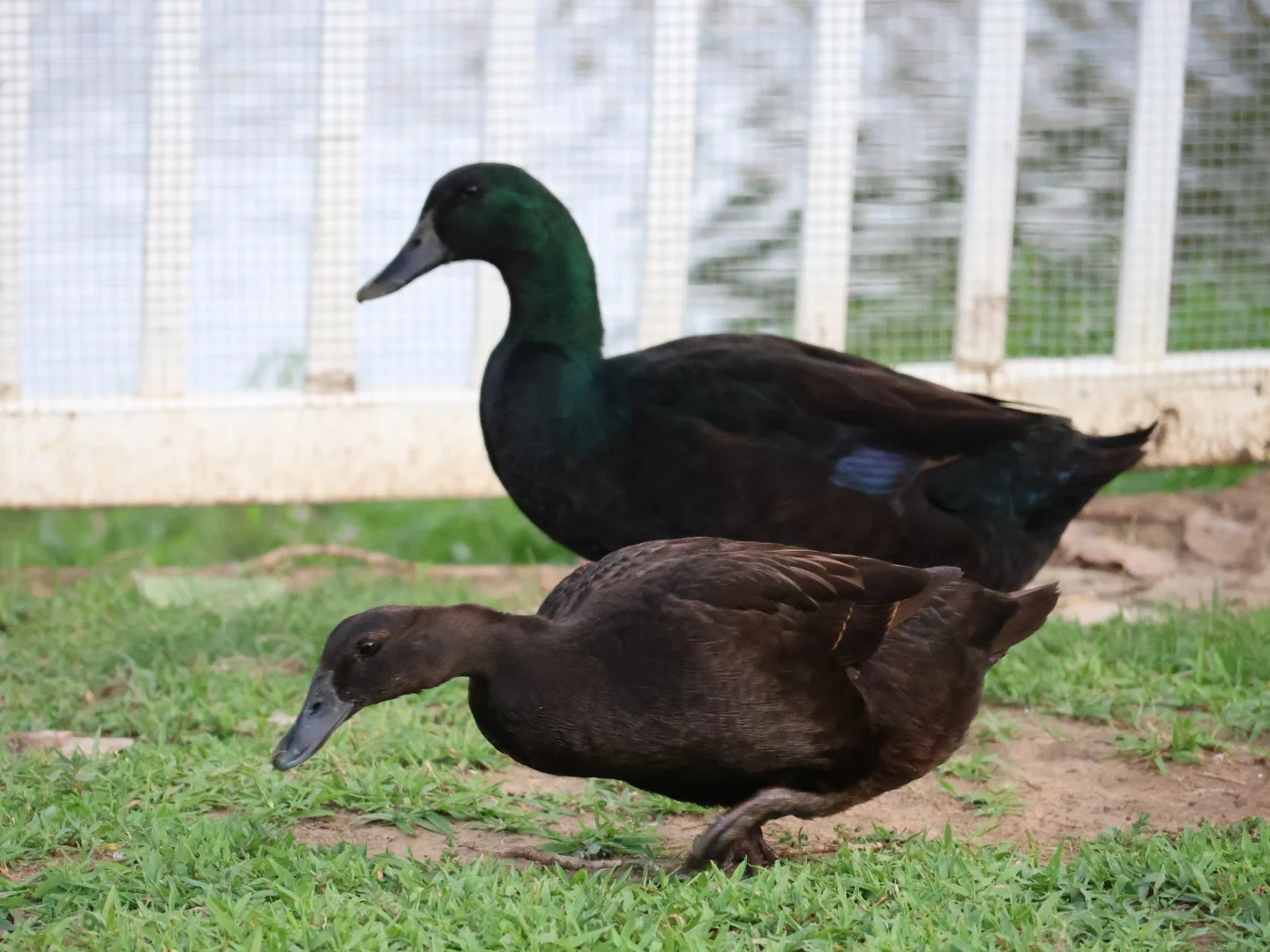 Cayuga Ducks The Beautiful Black Duck Breed
