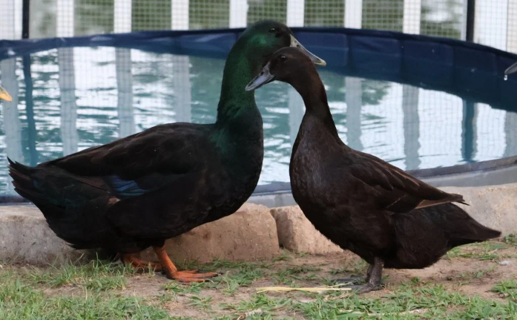 Male vs Female Duck - Cayuga