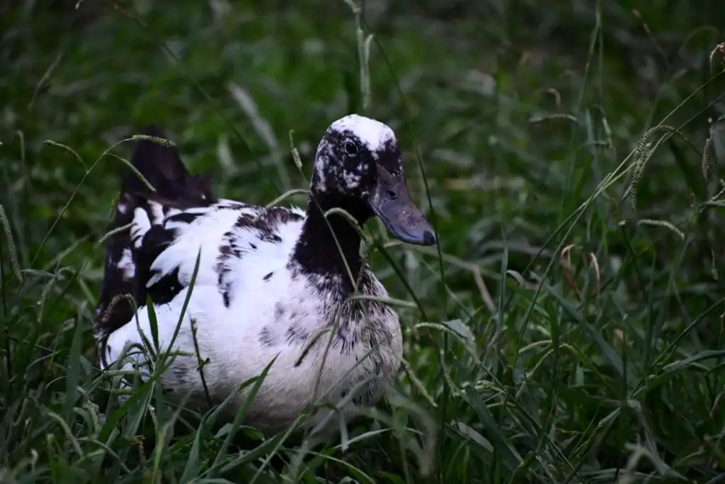 Cayuga duck with white feathers