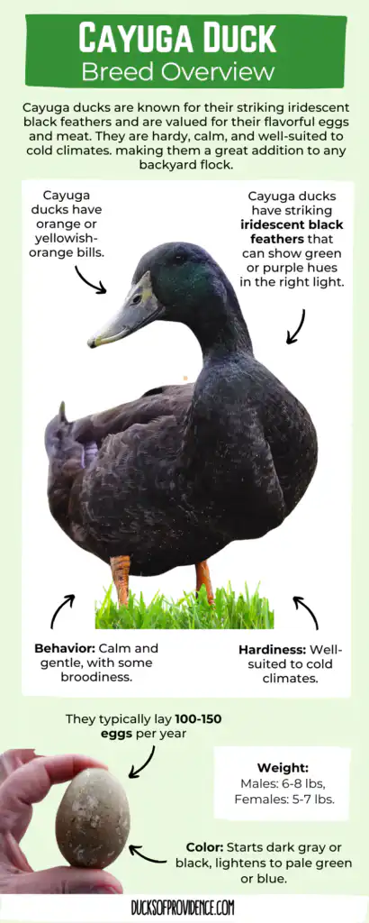Cayuga Duck Breed Infographic