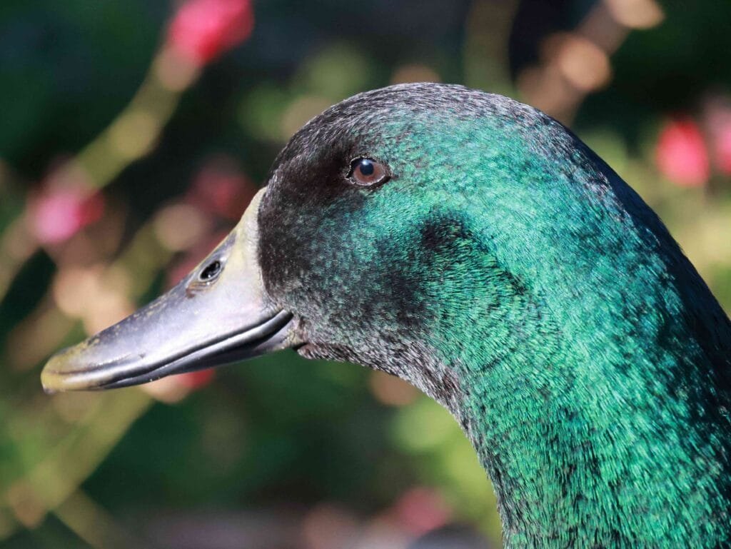 cayuga duck