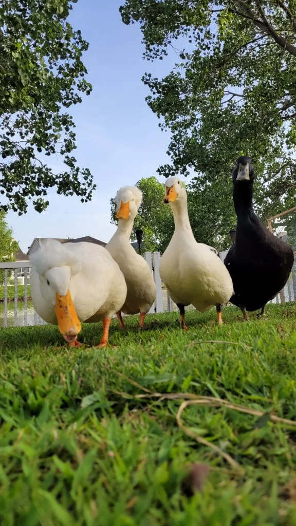 ducks