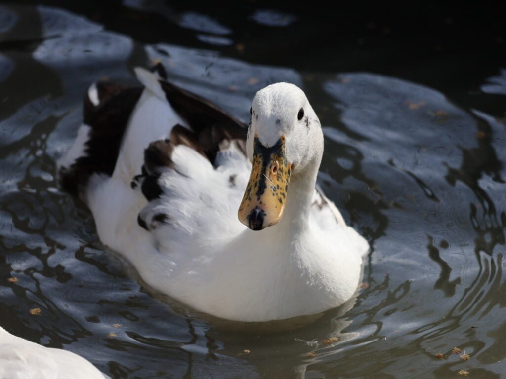 Ancona-Duck