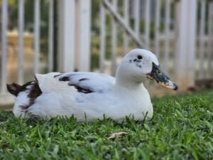 Ancona Duck