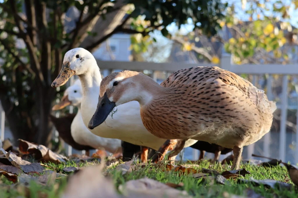group of pet ducks