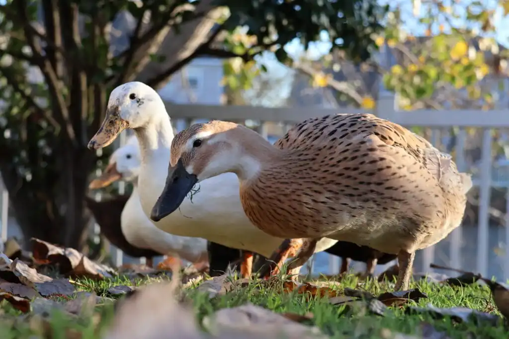 group of pet ducks