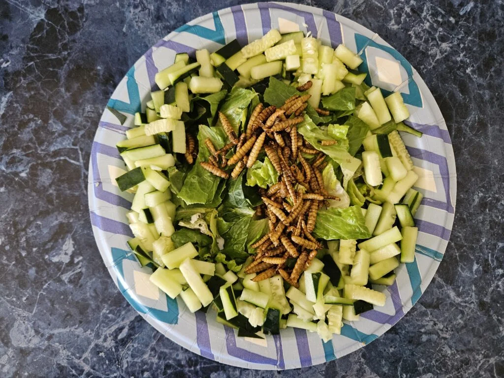 Veggies and grubs for poultry