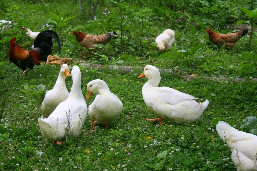 Ducks and chicken together