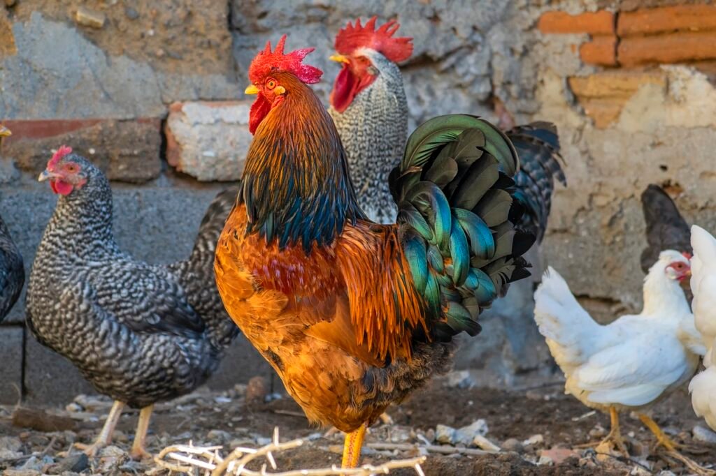 Group of Chicken