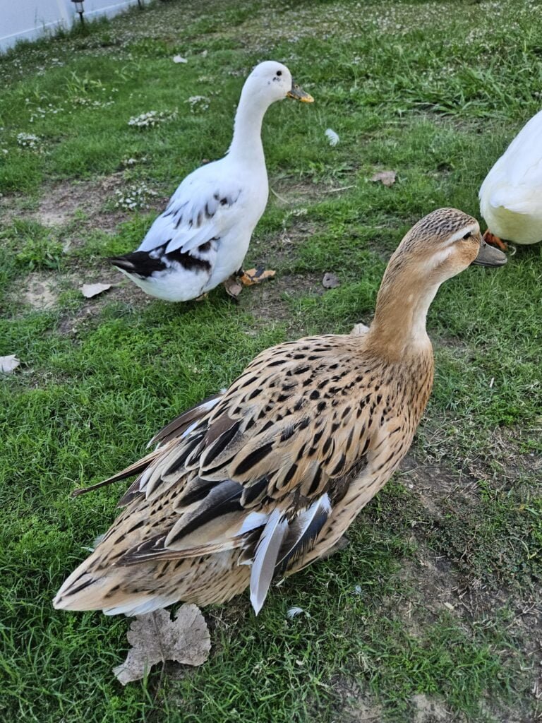 A Duck losing her feathers