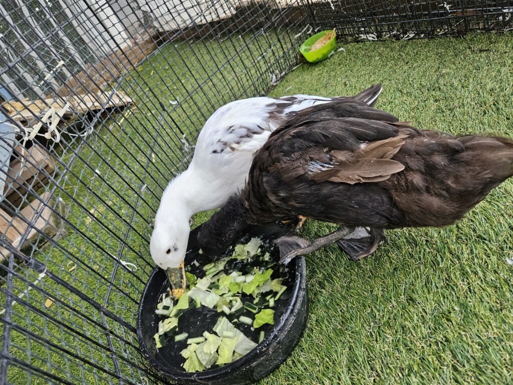 Molting Ducks are enjoying some healthy snacks