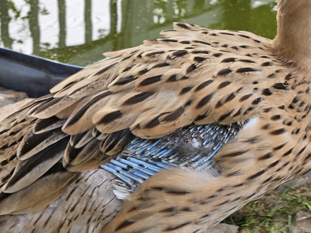 molting duck