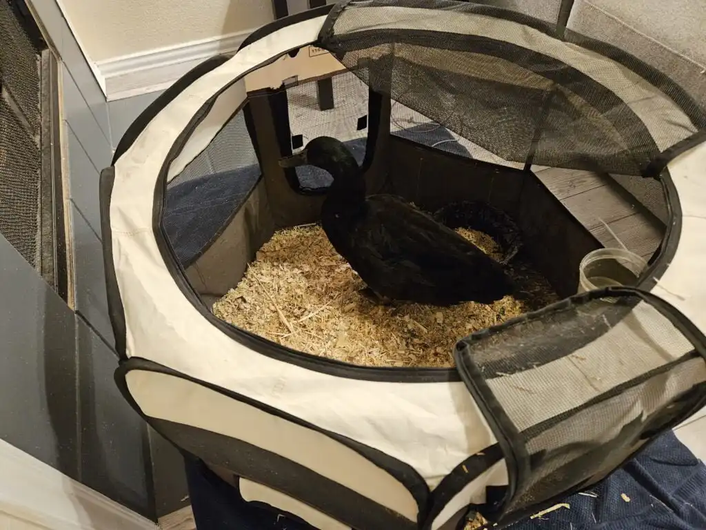 Drake in playpen