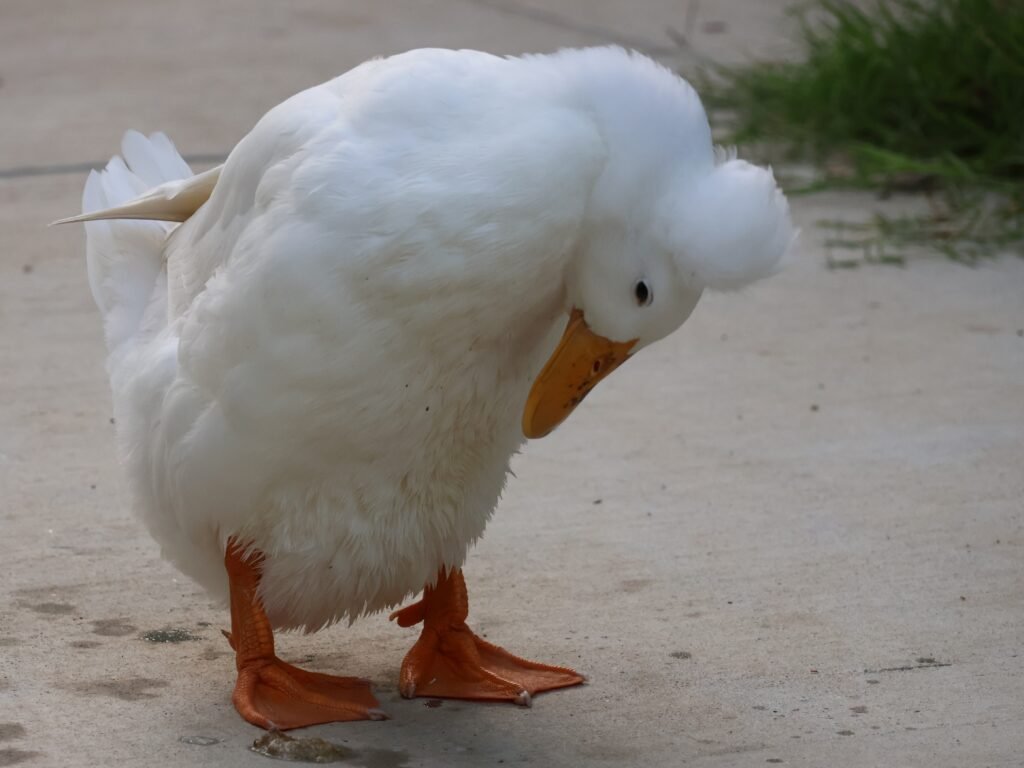 Duck Preening