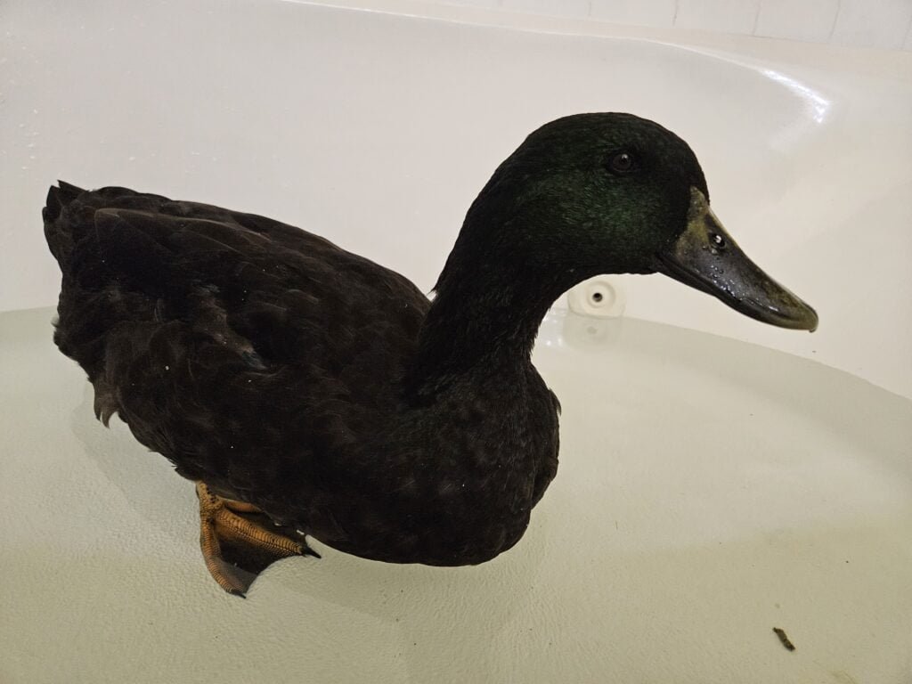 Drake taking a bath