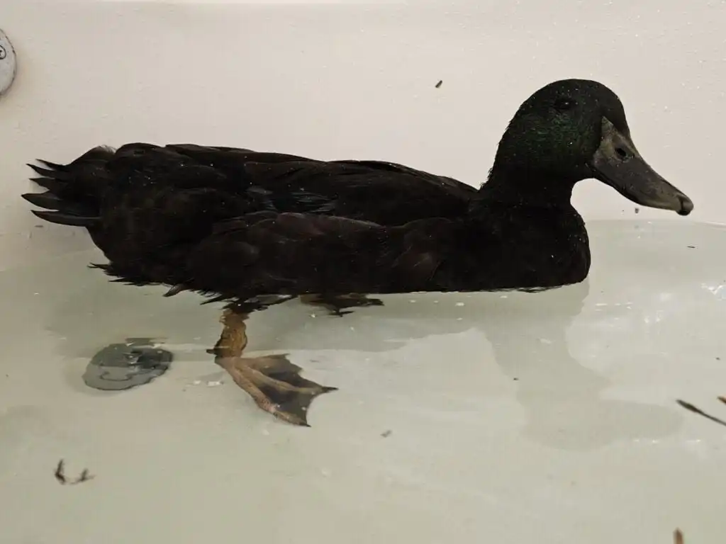 Duck with prolapsed penis in water tub