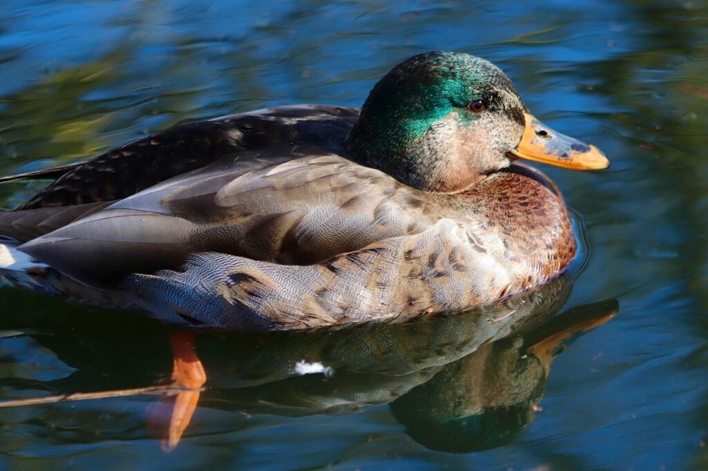 Mallard Drake in the middle of eclipse molt (lost part of his green feathers already)