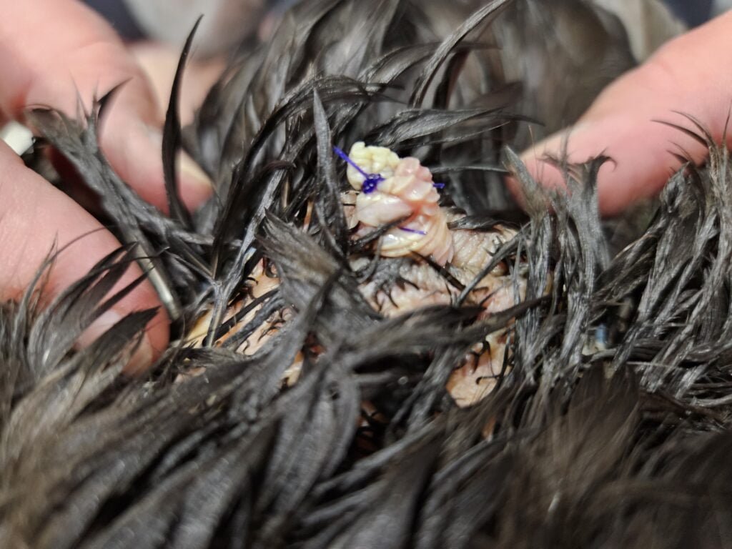 prolapsed duck penis
