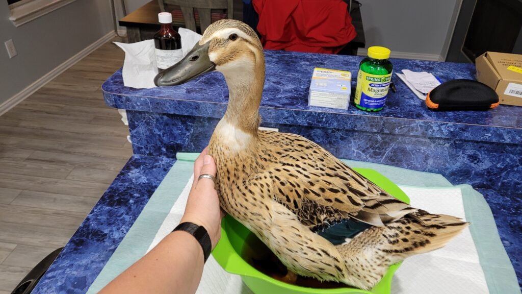 Duck soaking in betadine solution to treat bumblefoot