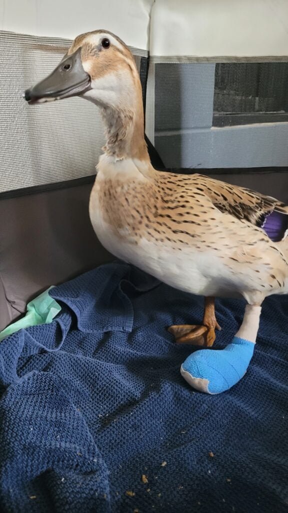 Duck with a bandage to protect her wound after bumblefoot surgery.
