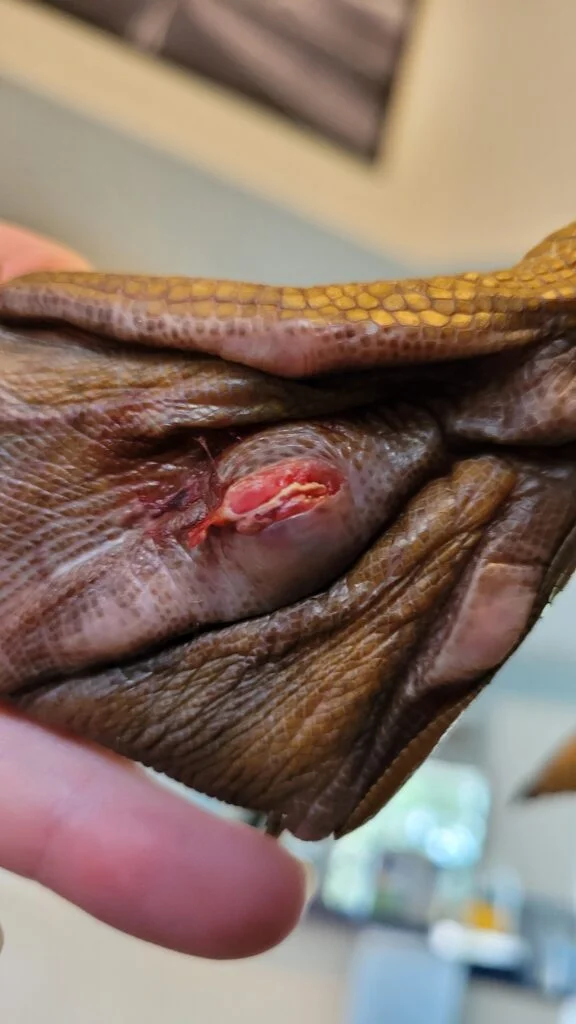 open wound at duck foot with pus inside