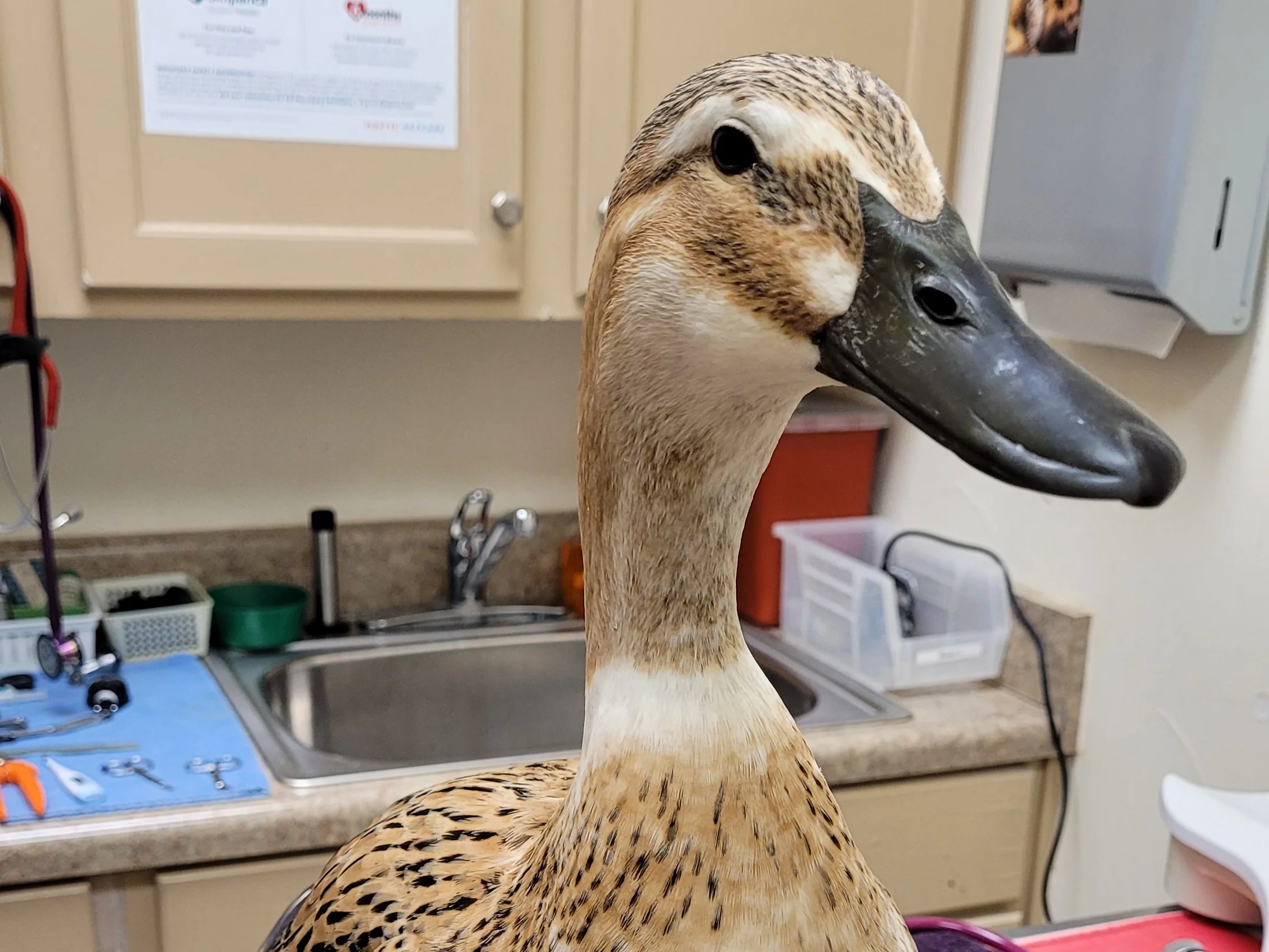 duck at vet