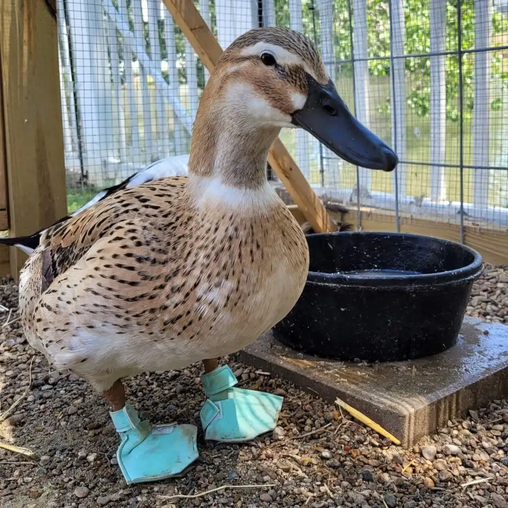 a domestic duck with booties to protect her feet that have bumblefoot
