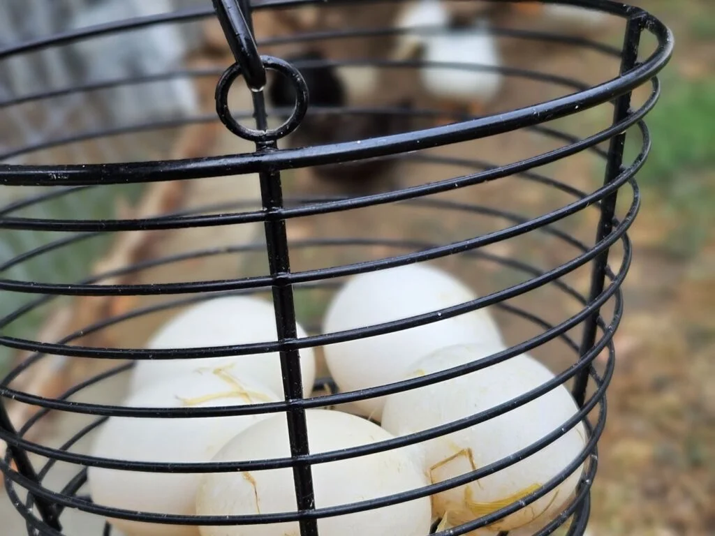 Eggs in basket raising the question How often do ducks lay eggs?