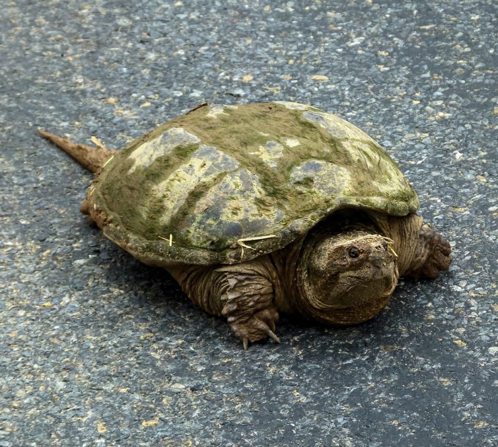 Snapping Turtle