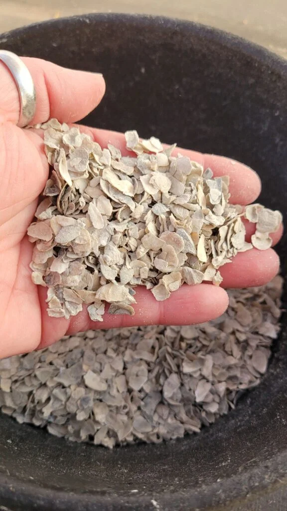 Oyster shells