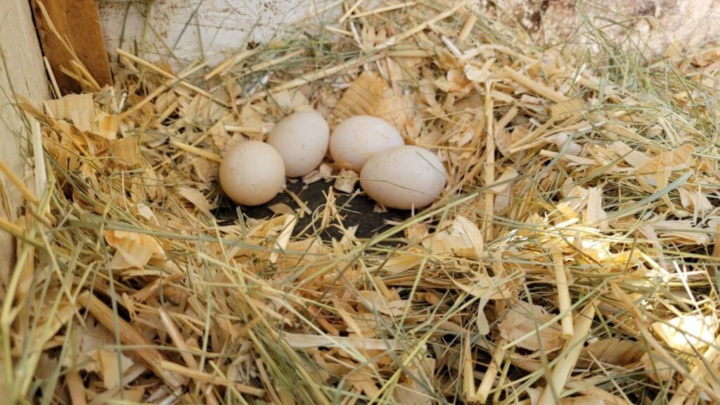 nest with eggs