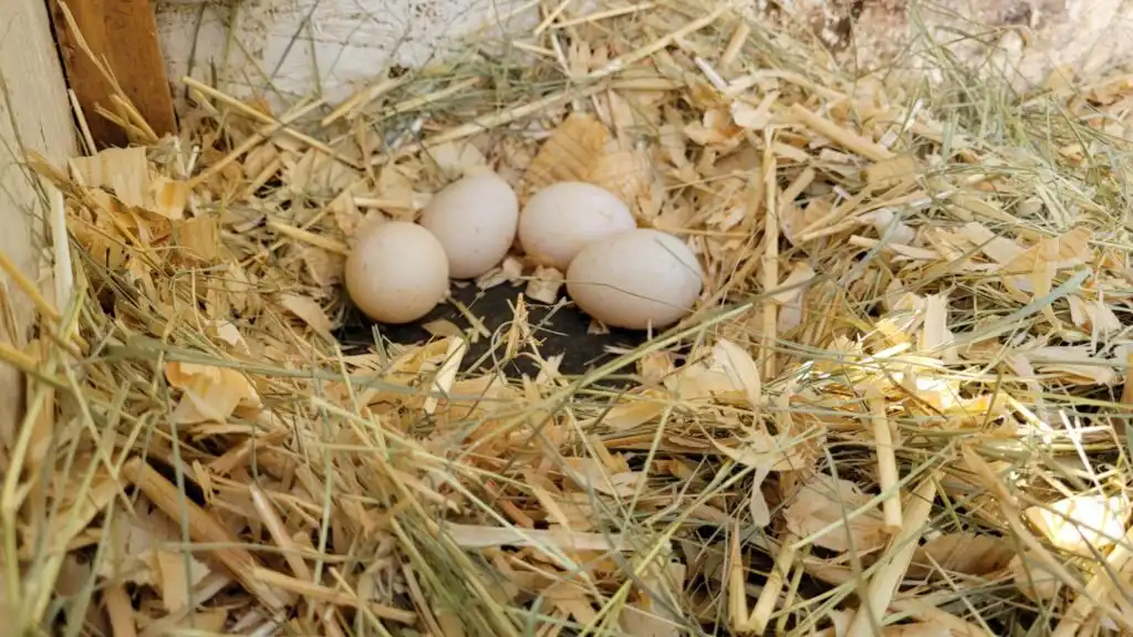 nest with eggs