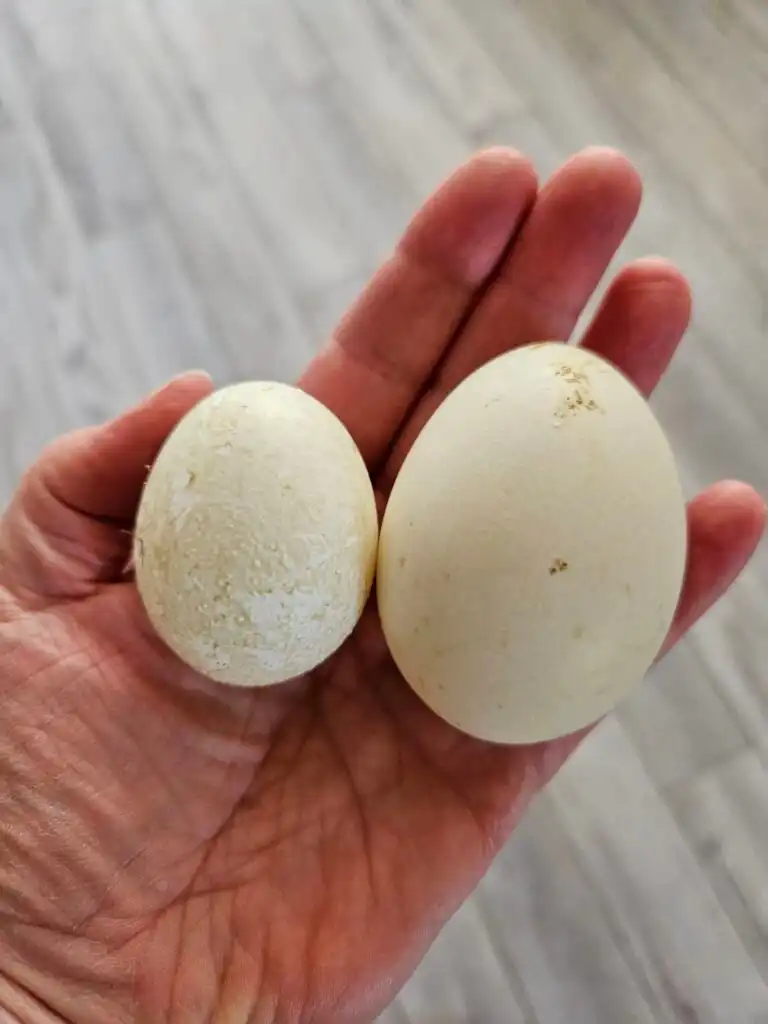 duck eggs