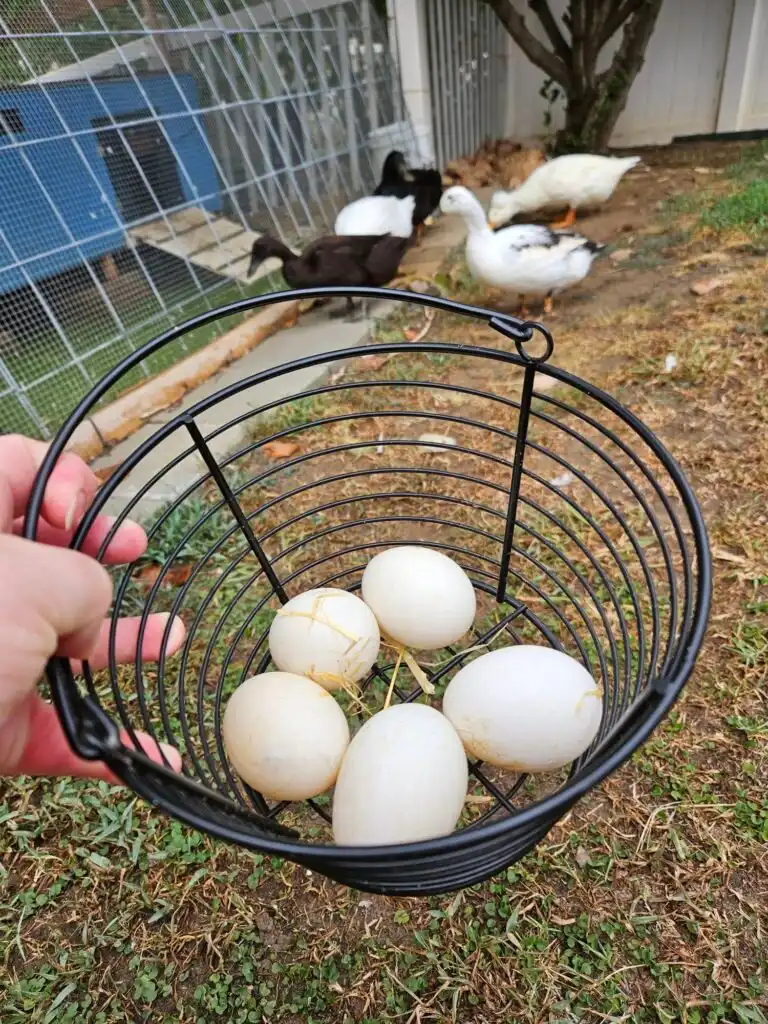 no eggs from your ducks? Discover why
