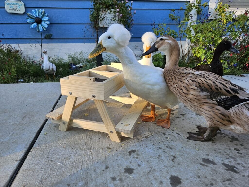 eating ducks