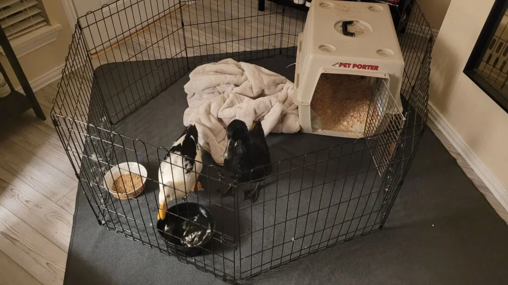 metal playpen to introduce new ducks